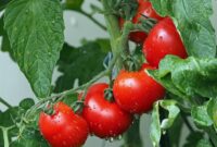 Tomat kaya akan vitamin A dan likopen, yang penting untuk kesehatan mata. (Pixabay.com/ kie-ker)

